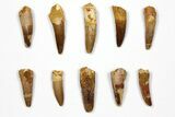 Lot: to Bargain Spinosaurus Teeth - Pieces #108546-1